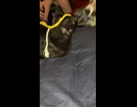 Dog looks hurt and confused by cat that hisses