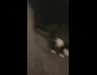 Black white cat dog stare at owner 