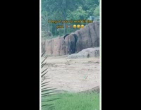 Elephant has big third leg