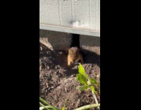 Chipmunk hide and seek from ground hole