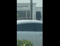 Four women photo shoot tree Williams Sonoma California