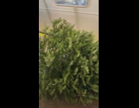 Christmas tree lays next to train 