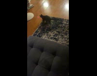 Cat chasing red laser light