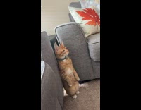 Cat sits upright like meerkat 