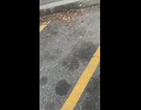 Woman Finds a Dead Rat in Parking Space 