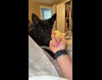 Woman flips off dog and eats her hand