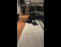 Black labrador dog waits for good boy 