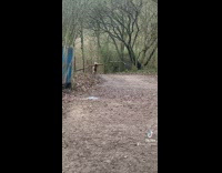Dog carrying massive long tree branch stick 