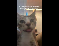 Compilation cat stealing food