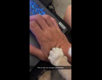 Collab DailyDoseOfInternet - Cat Kneads Hands as Claws Tracts Out