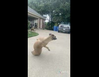 Collab BitchIG2 - Dog jumps catches ball and falls fail 