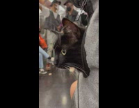 Cat in sweater while group perform on subway