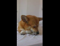 Woman wakes up to dog licking paws 