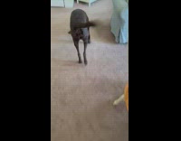 Brown dog plays with covid toy 