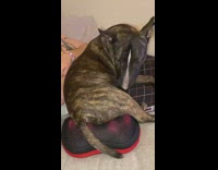 Dog get butt massage sit on massage pillow