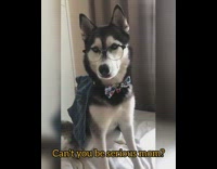 Husky dog blue red star bowtie glasses 