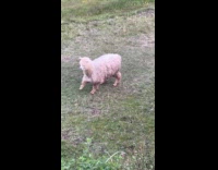 Alpaca chase man slip and fall fails