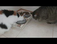 Two cat eat food grab with paw