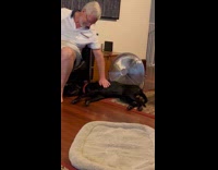 Dog on floor whines when being pat