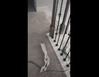 Chocolate decoration all over house elf on shelf