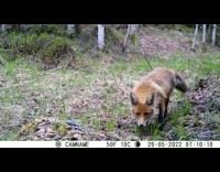 Wild fox stares at the camera and walks away