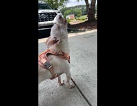 Dog howls perfectly musical duet with owner