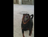 Black dog carries food catch ball slow motion