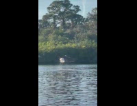 Girl watches eagle and osprey birds fight 