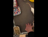 Filmer play and throw pet rats