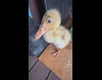 Guy gets a pet duck for Christmas 