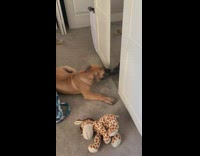 Brown dog scratches licks mirror giraffe toy