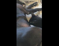 Black cat breastfeeds on momma dog 