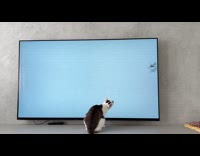 Cat Chases and Reaches After Dragonfly inside Television