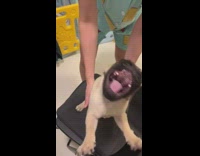 Pug dog tries to bite air from hair dryer 