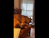 Dog sit over other dog on chair