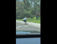 Man waves arms and shoos geese away from road 