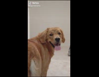 Golden retriever dog looks back and smiles 
