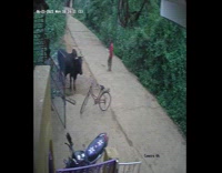 Boy gets spun around by cows tail 