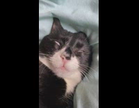 Black white cat sleep eyes slightly open