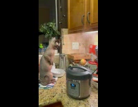 Sphinx Cat Stand as Rice Cooker Emits Steam