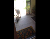 Cat trying to play with leash black dog carrying