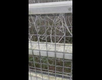 Spider webs on bridge railings gets frozen