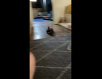 Pet bird rides the remote controlled car