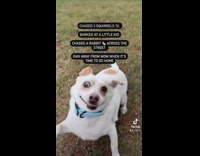 Dog gets off leash and causes trouble