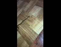 Baby snake at floor inside house in NYC 