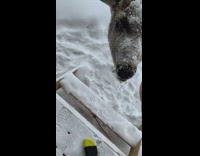 Guy feed and pet deer snow apple