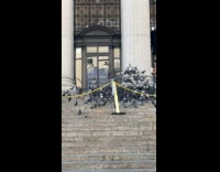 Woman feed lots of pigeons on stairs