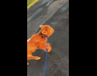 BitchMP - Orange cow on leash