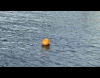 Butt looking object floats in river 