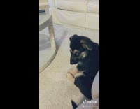 Dog pays attention watches tv 